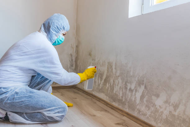 Licensed Black Mold Removal service in Auburn, NY - WQB Mold Removal
