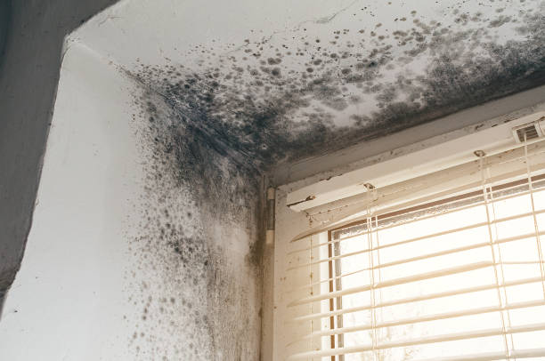 Affordable Black Mold Removal solutions in Auburn, NY